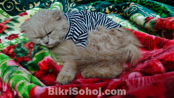 Persian Cat Male 8 Months